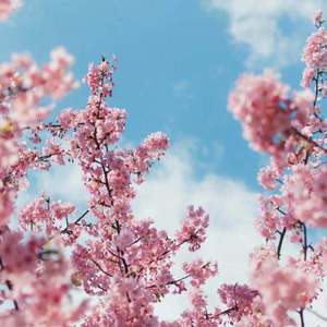 小日本妇女大放尿
